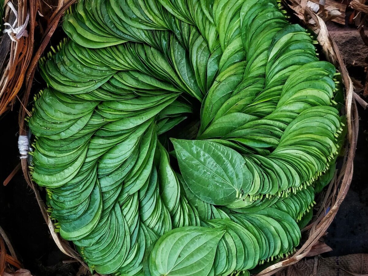 betel leaves