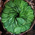 betel leaves