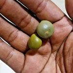 Rauvolfia Serpentina