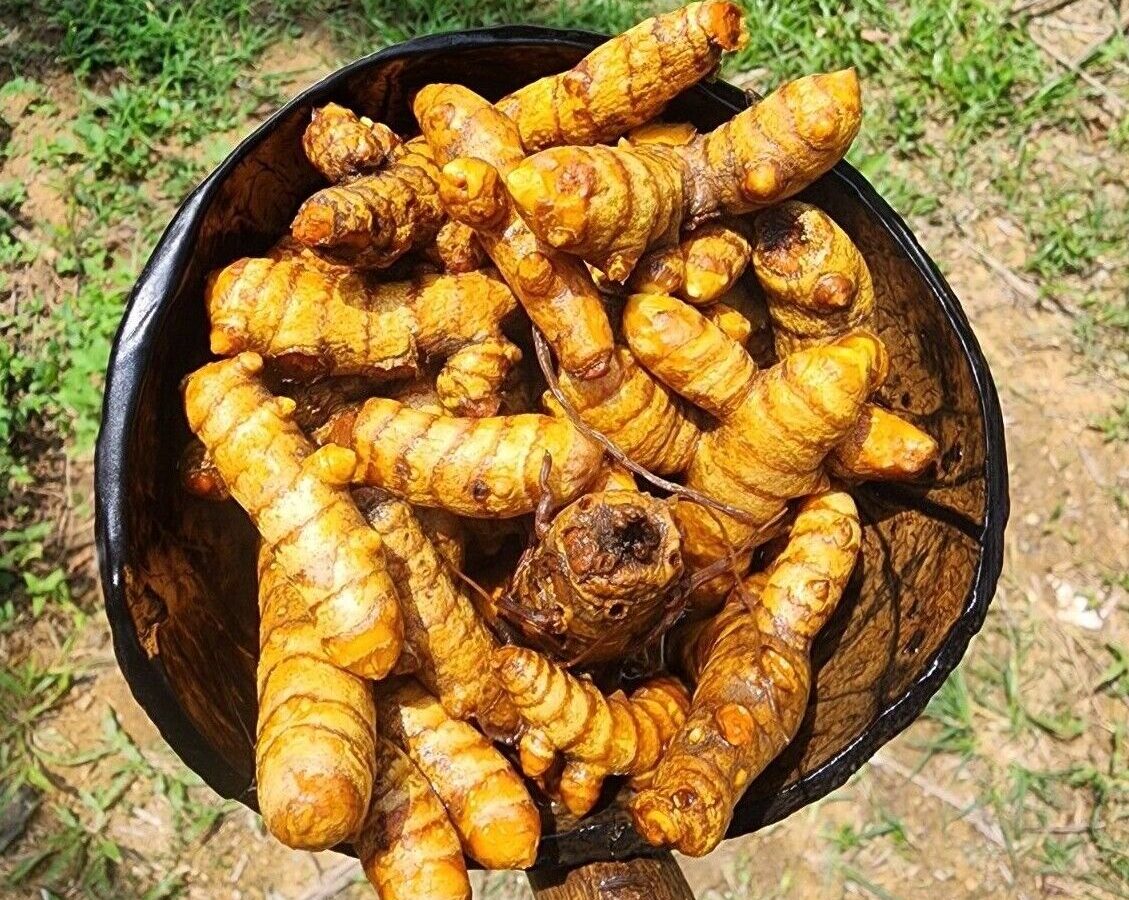 Turmeric Root