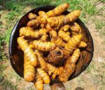 Turmeric Root