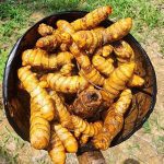 Turmeric Root