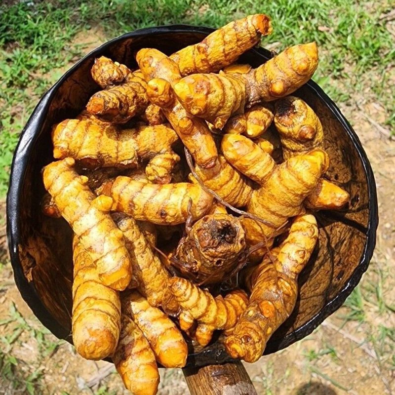 Trust is First 5 Turmeric Root