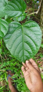 Fish Berry Indian Berry Levant Nut Leaf