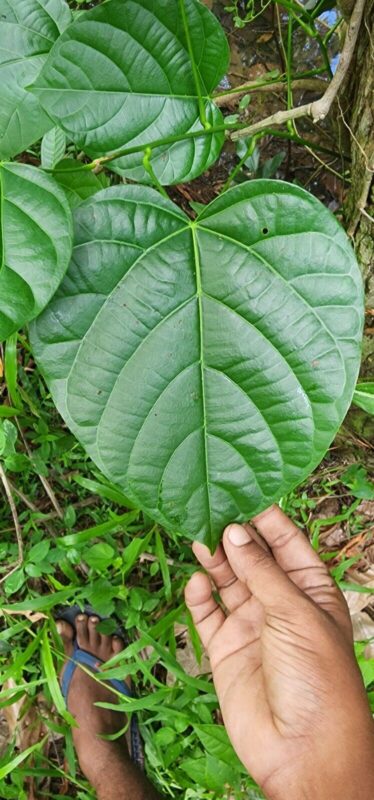 Fish Berry Indian Berry Levant Nut Leaf