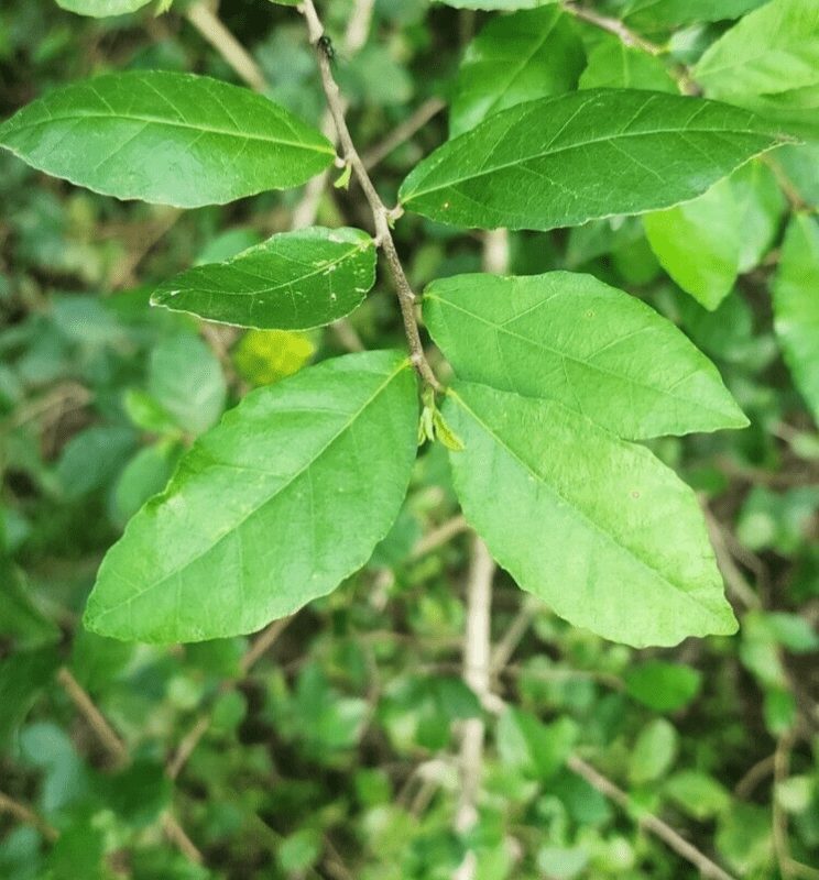The Siamese Rough Bush: A Comprehensive Study of Streblus asper 6 Siamese Rough Bush
