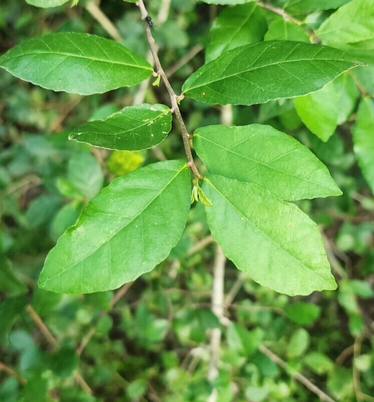 Siamese Rough Bush