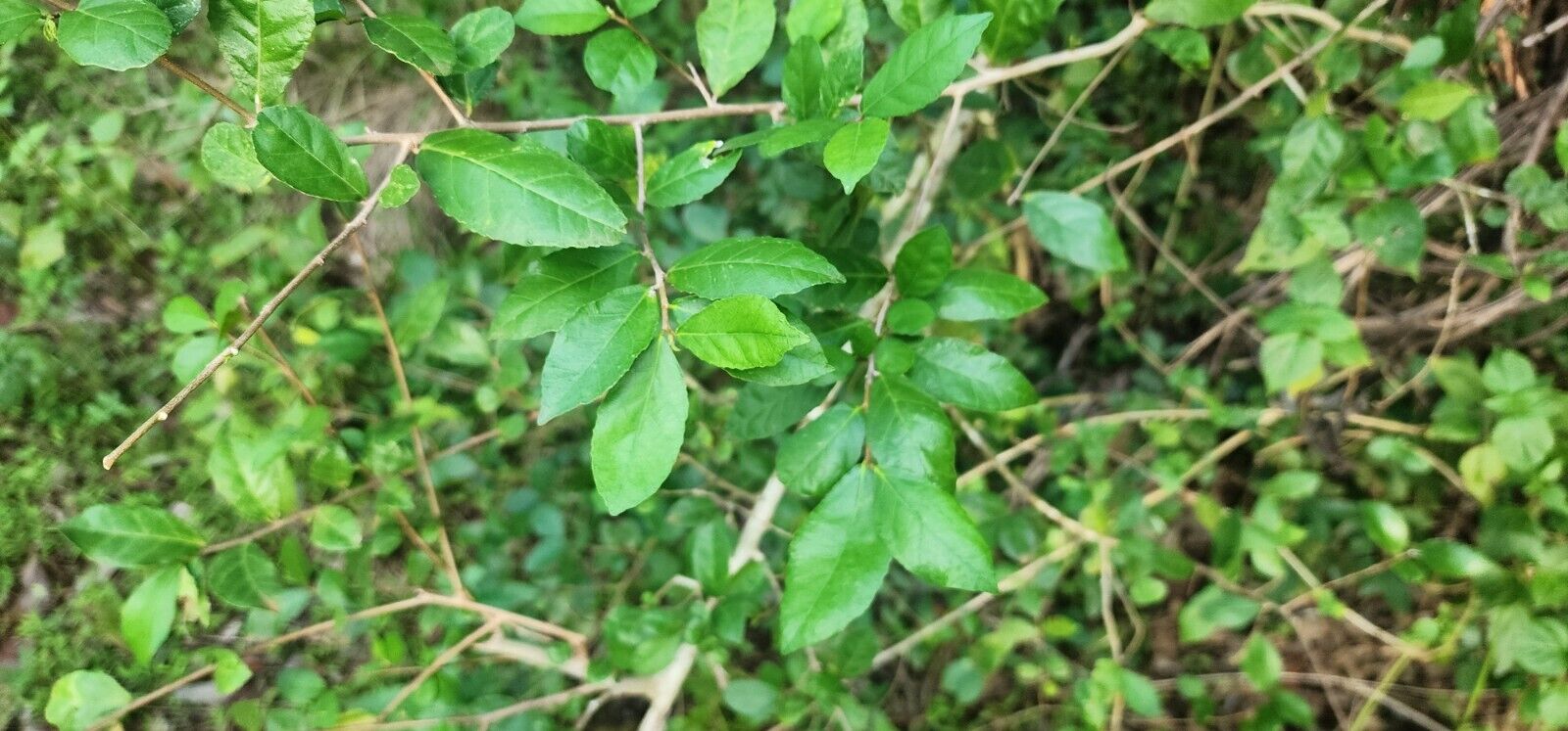 Siamese Rough Bush