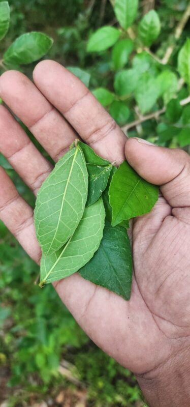 Siamese Rough Bush