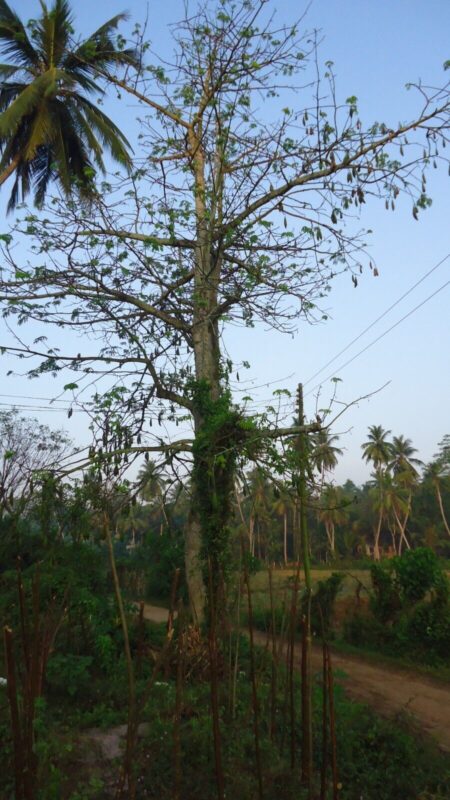 Kapok Leaves