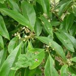 Symplocos cochinchinensis