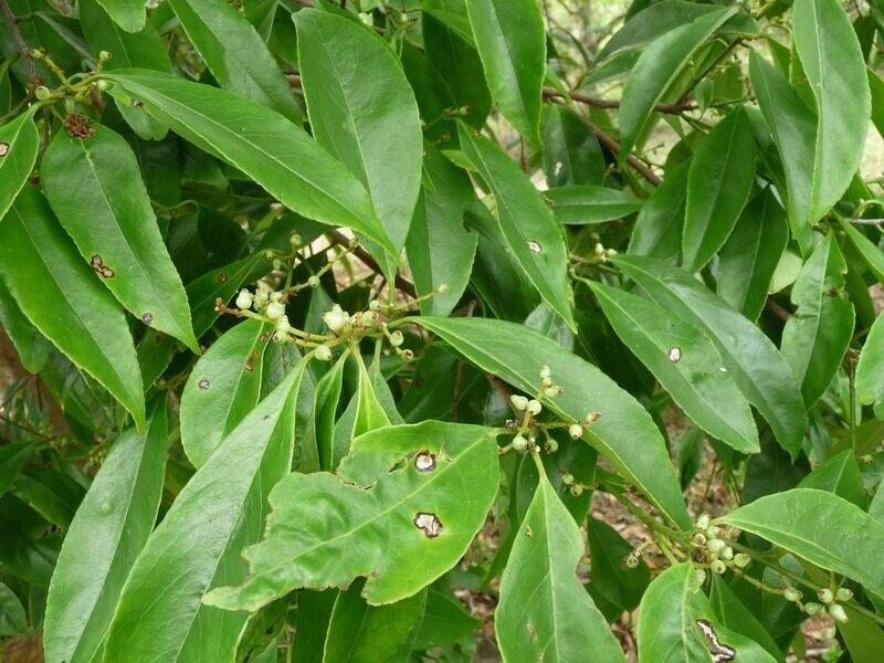 Symplocos cochinchinensis