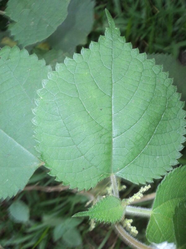 How to Use Ramie , La Gai (Boehmeria nivea) to Make Authentic Vietnamese Bánh gai 4 remie leaves