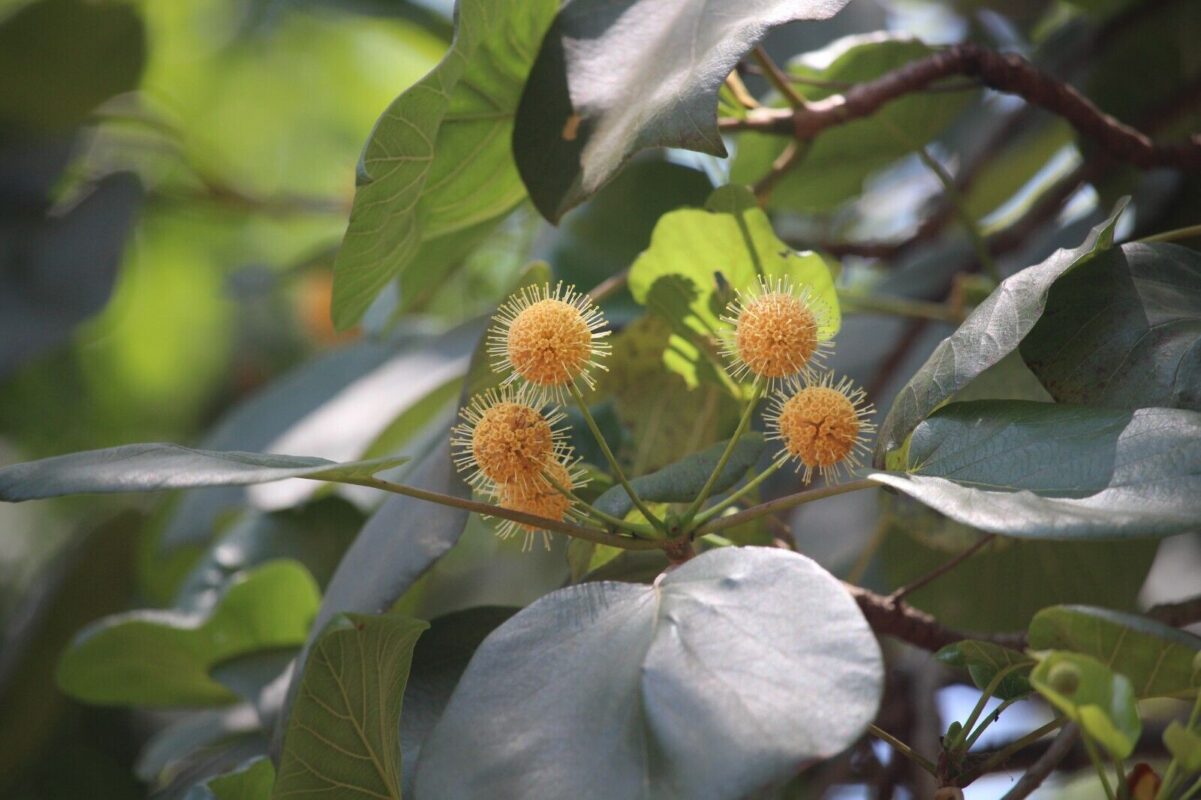 Haldu Tree