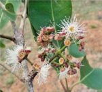 Dried Jamun Syzygium Cumini Bark Java plum Plant Control Blood Sugar Level - Image 5