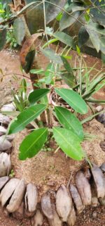 Dried Jamun Syzygium Cumini Bark Java plum Plant Control Blood Sugar Level - Image 6