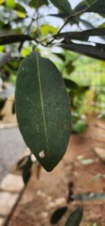 Dried Jamun Syzygium Cumini Bark Java plum Plant Control Blood Sugar Level - Image 8