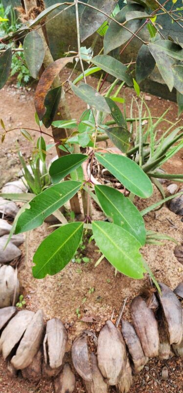 Jamun Leaves for Blood Sugar: How Java Plum (Syzygium cumini) Traditionally Helps 4 java plum