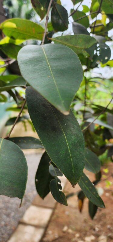 java plum