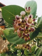 Naturally Dried Arka Calotropis Procera Leaves Sodom Apple Dead Sea Apple Leaf - Image 6