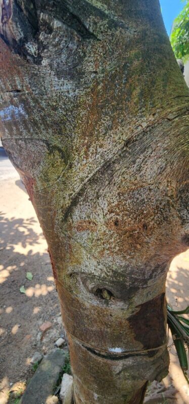 cluster fig