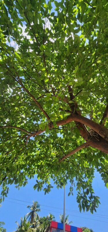 udumbara leaves