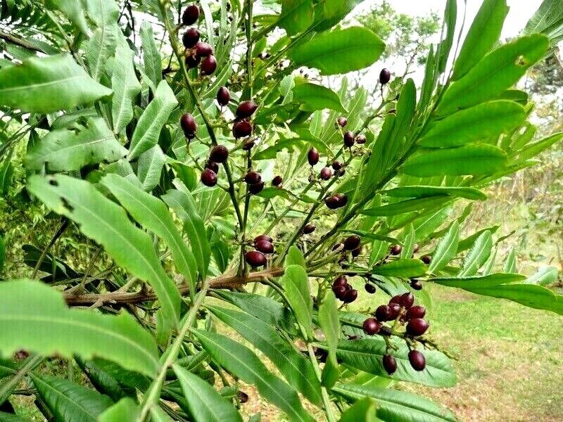 Fern Tree