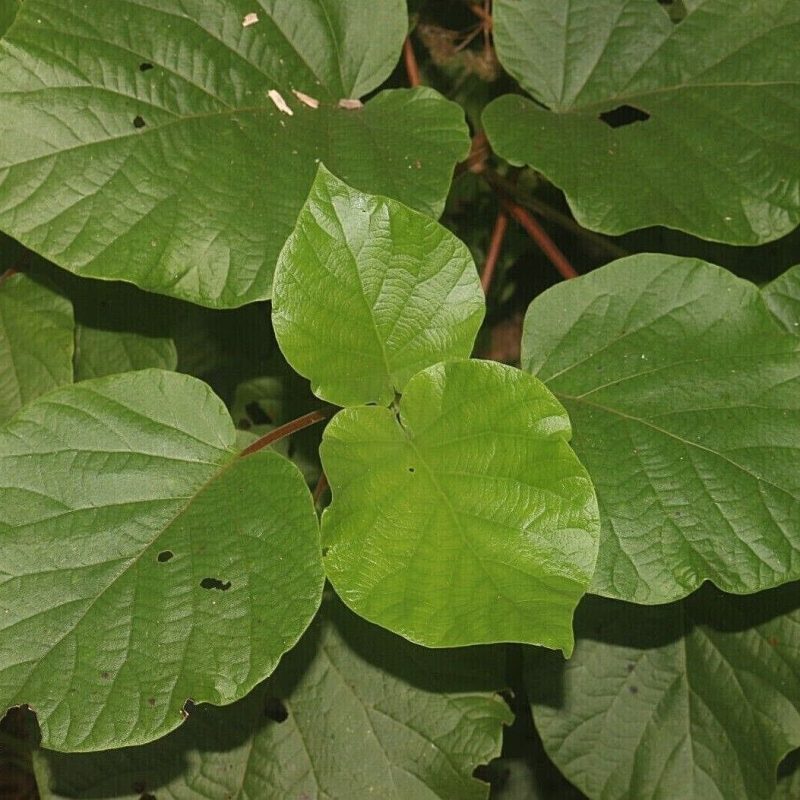 Trust is First 5 Haldina cordifolia