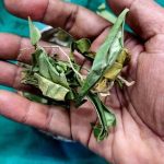 Andrographis paniculata benefits