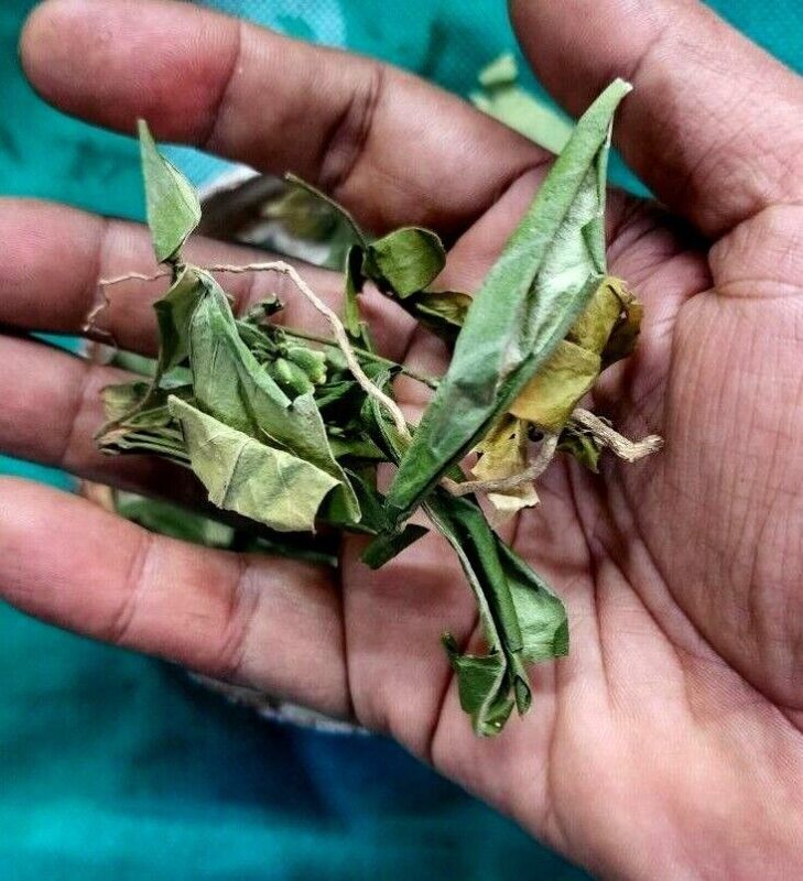 Andrographis paniculata benefits