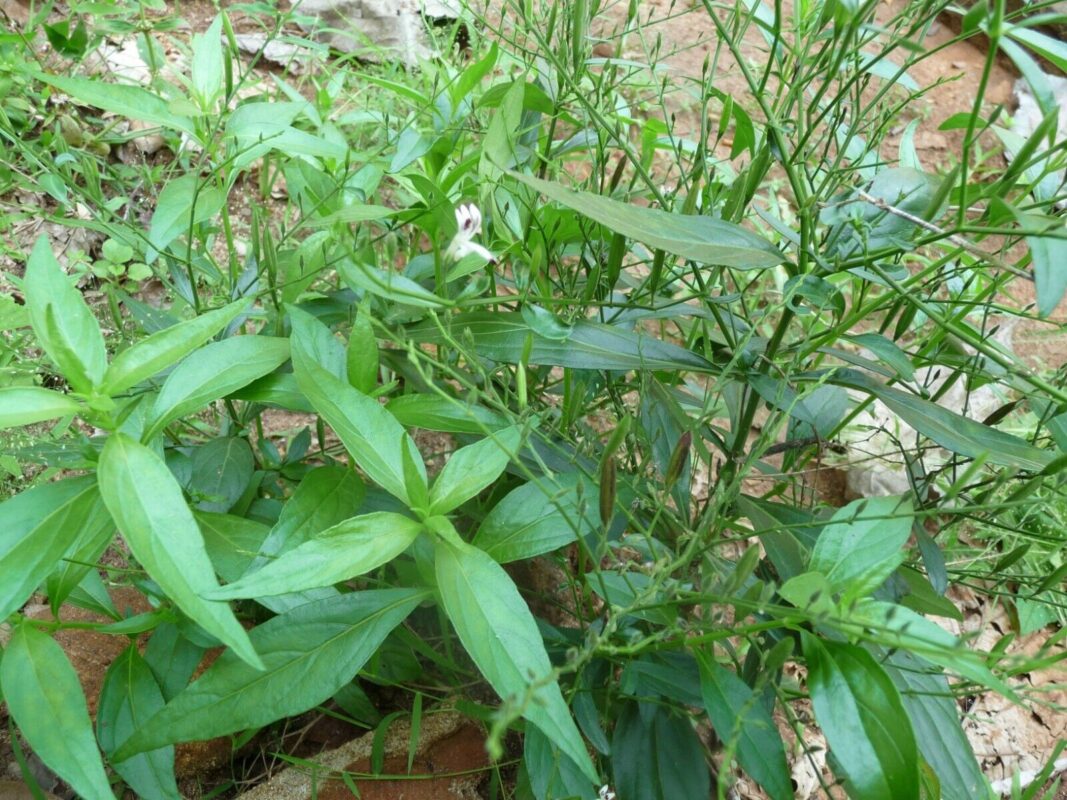 andrographis benefits