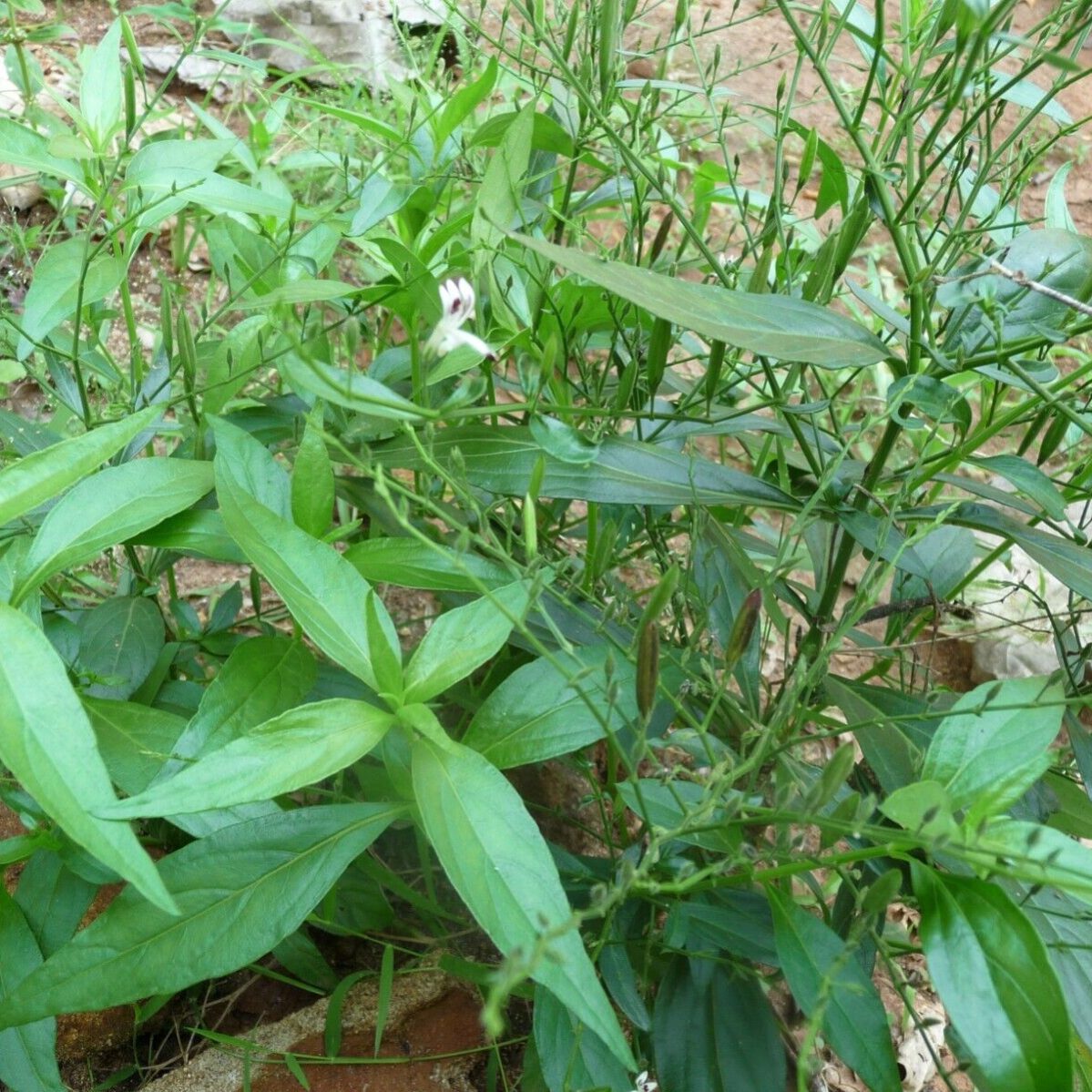 Trust is First 51 andrographis benefits
