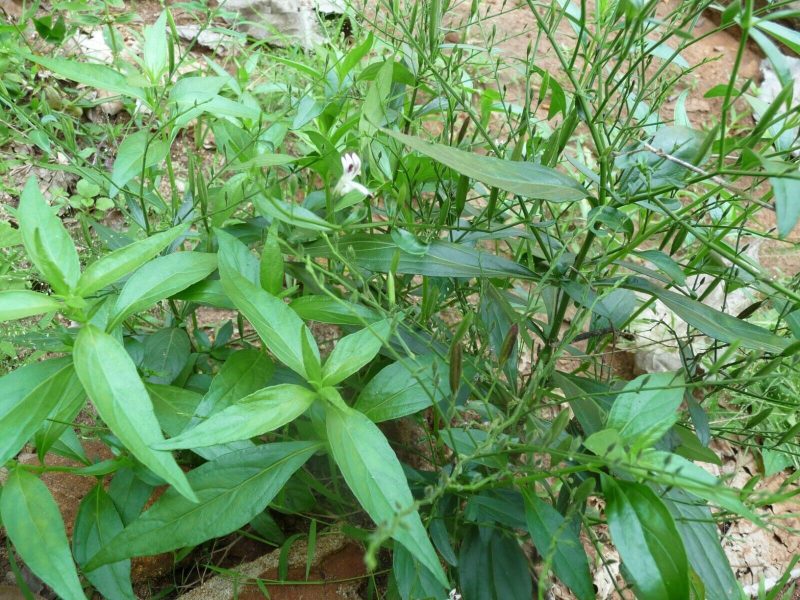 andrographis benefits