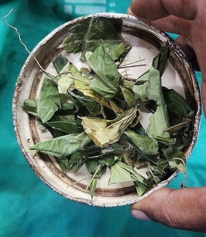 Meet the Kalmegh - King of Bitters: The Ultimate Herbal Ally Your Immune System Needs 4 kalmegh