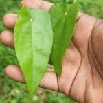 Rare velvet Leaves Cissampelos pareira Plant Dried leaf FALSE PAREIRA Powder