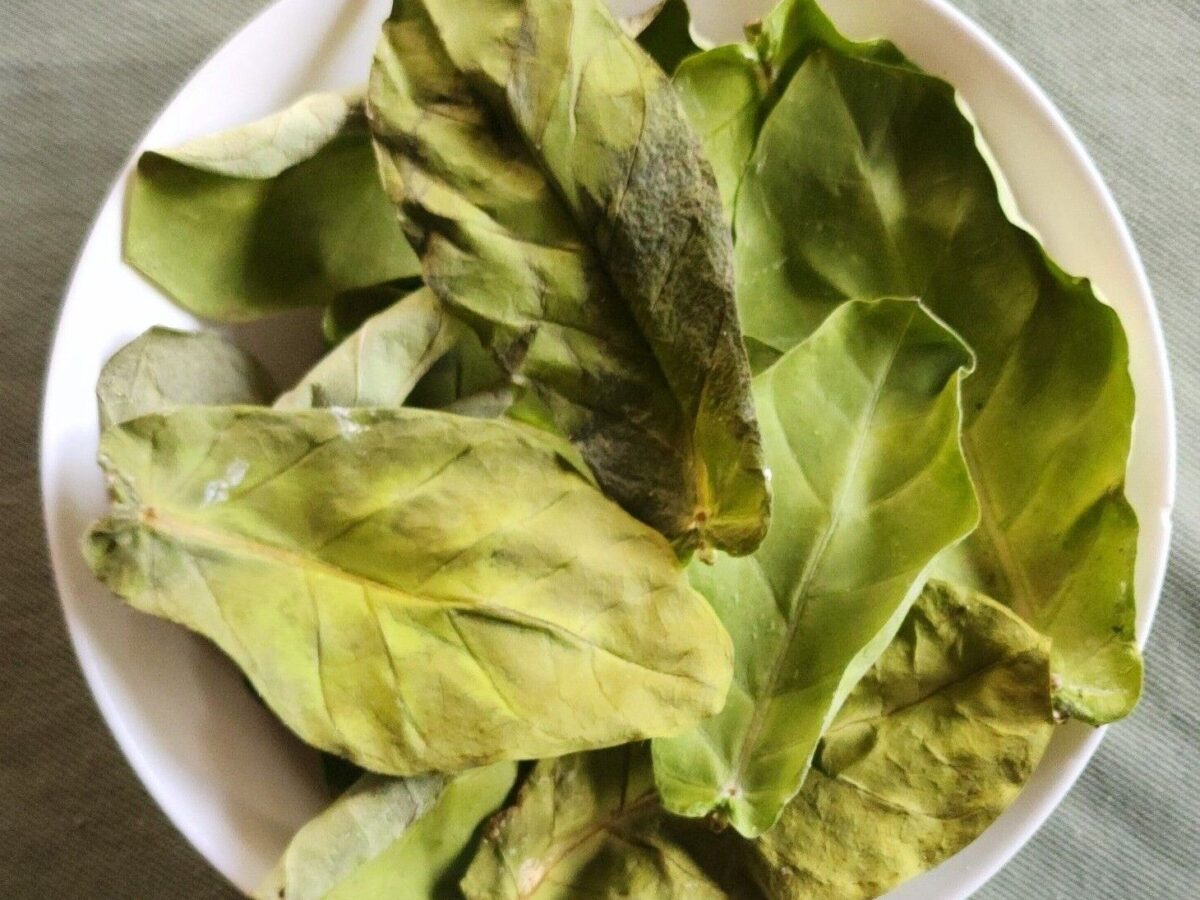 Calotropis Procera Leaves