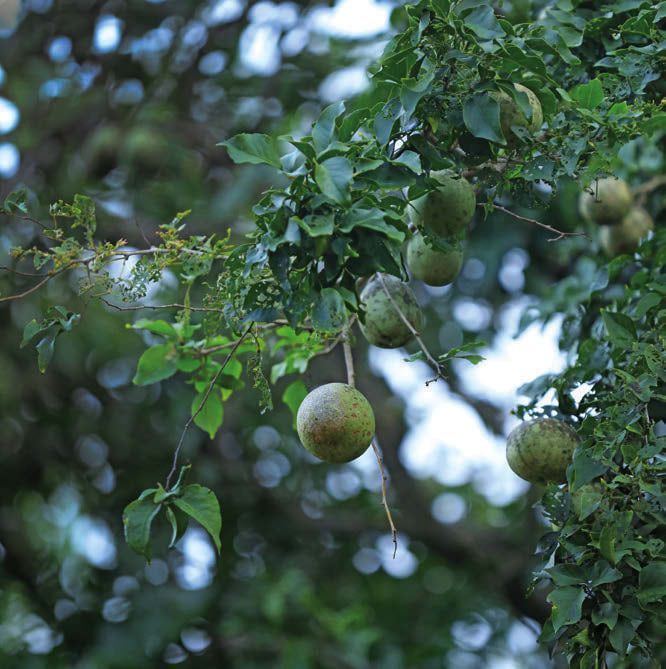 Bael Fruit Flower