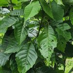 Allophylus Cobbe Plant