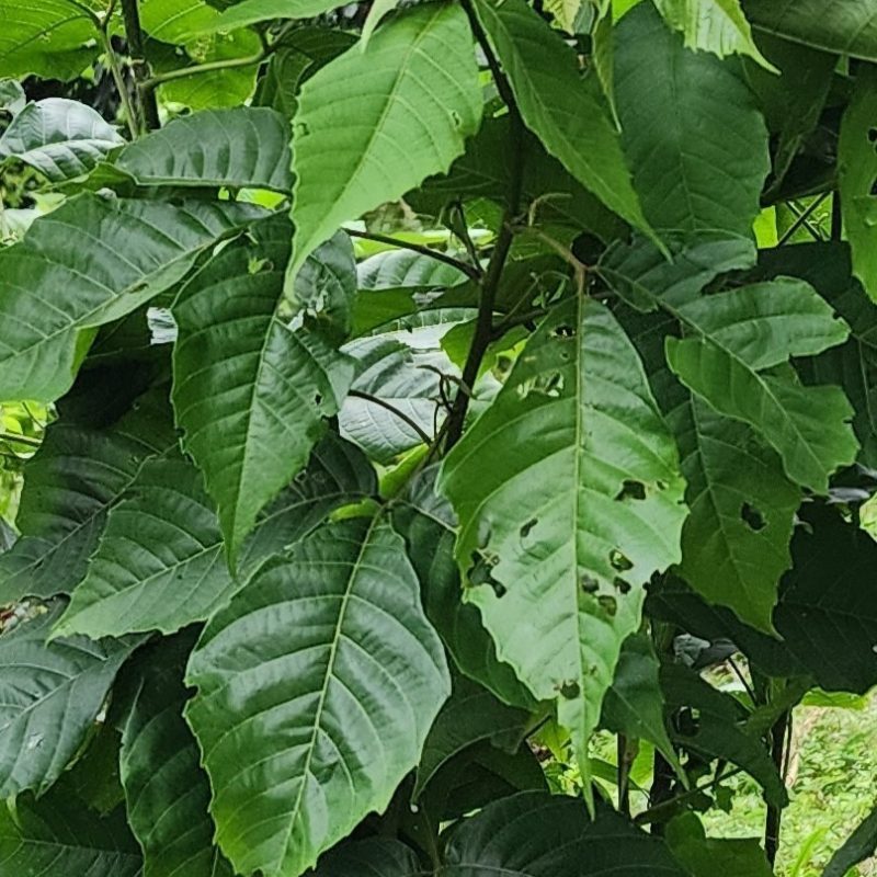 Trust is First 34 Allophylus Cobbe Plant