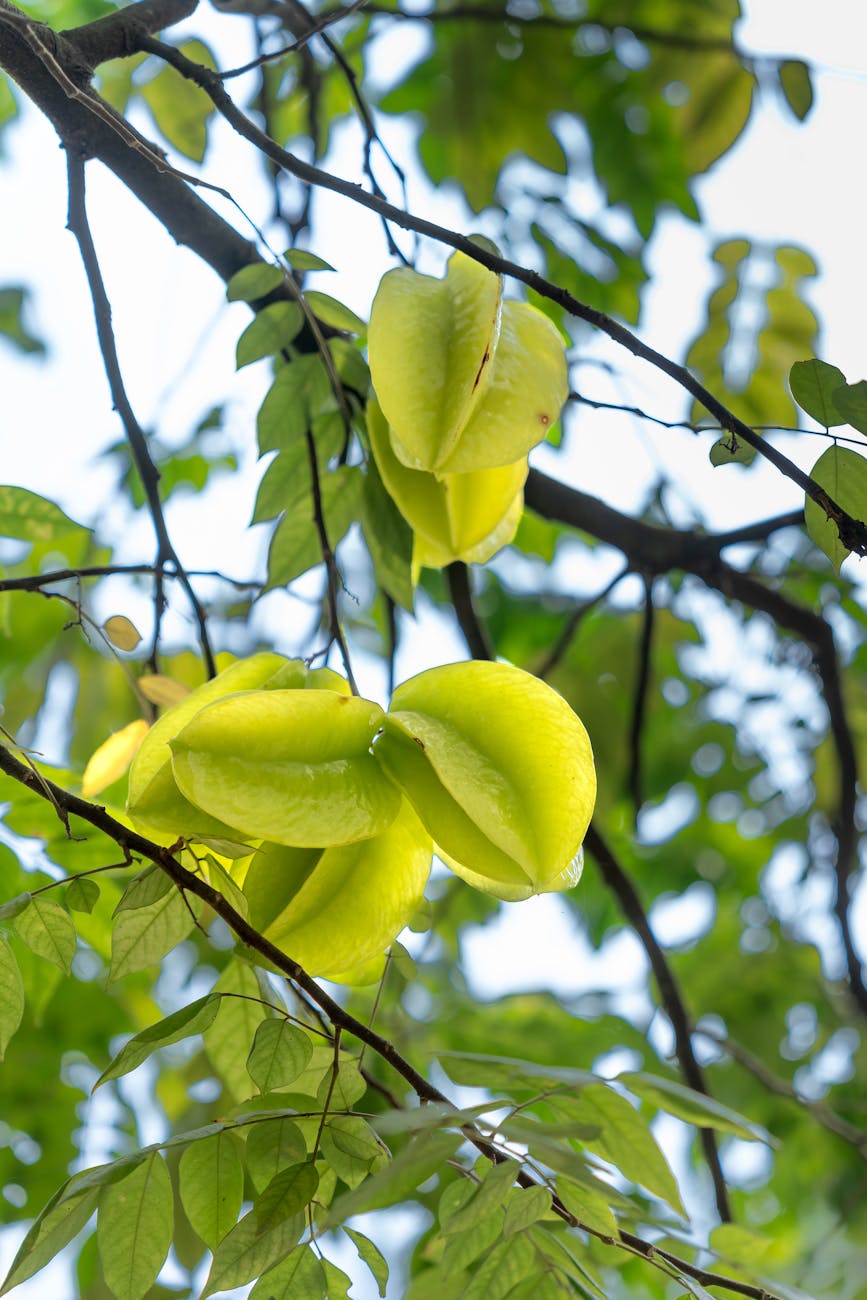 close up shot of fresh star fruits