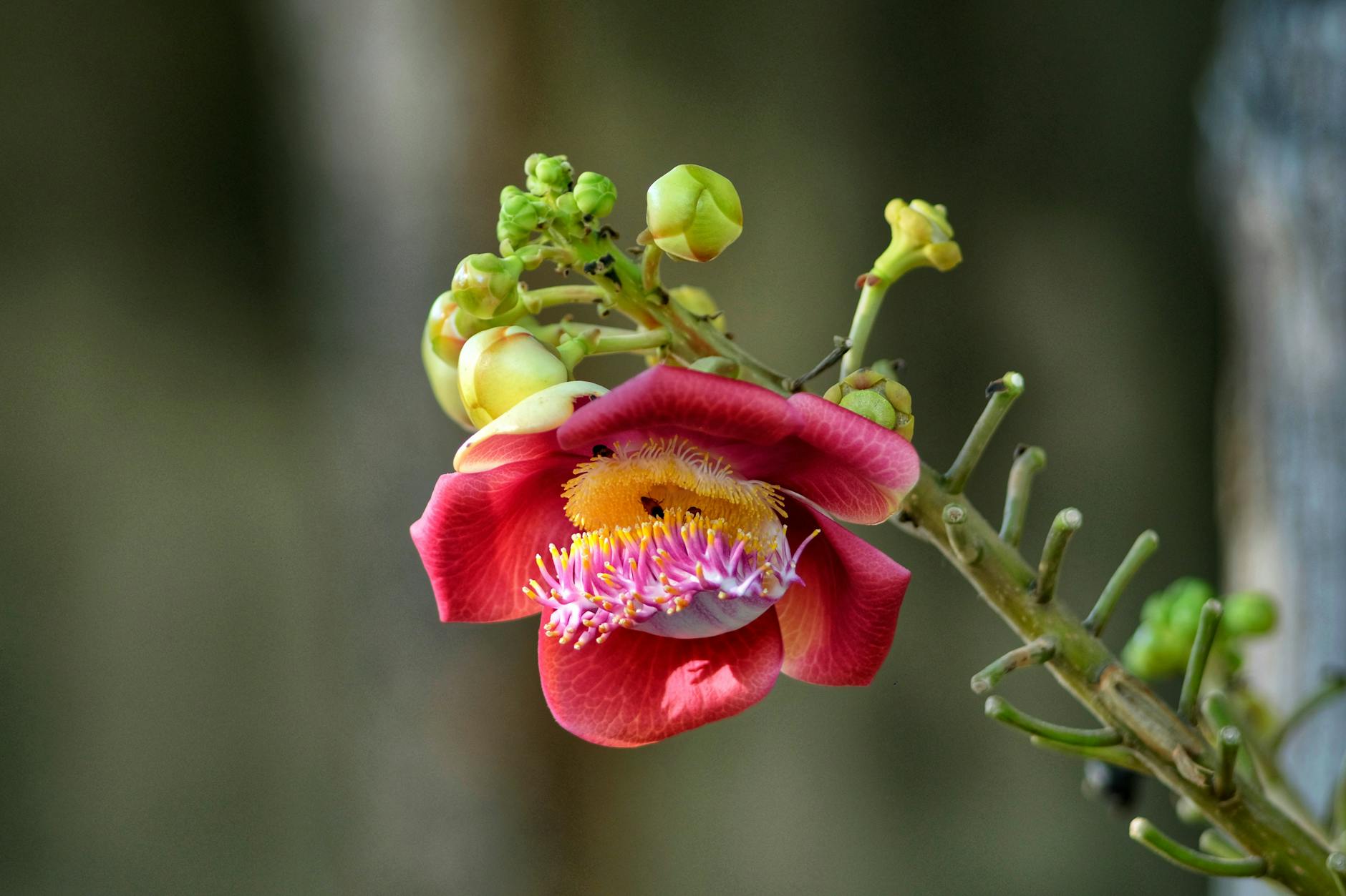 exotic flower on blur background