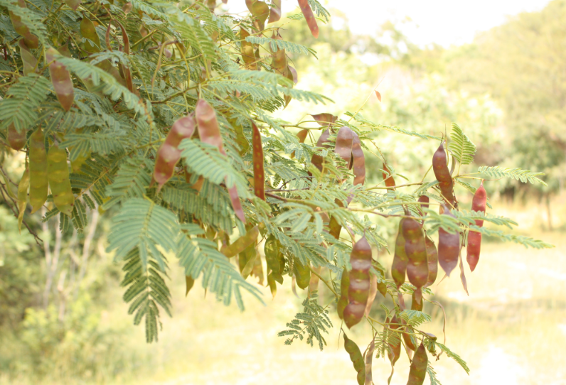 Acacia Chichundra