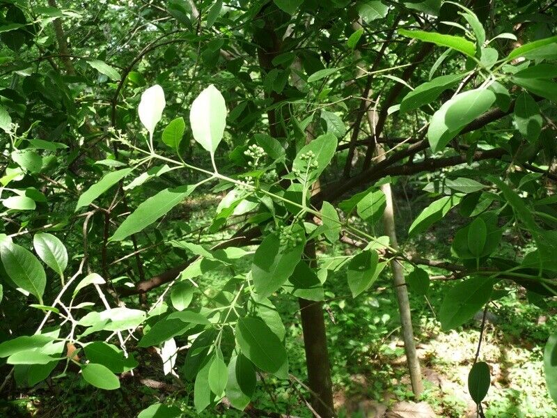 Sandalwood heartwoodHeartwood