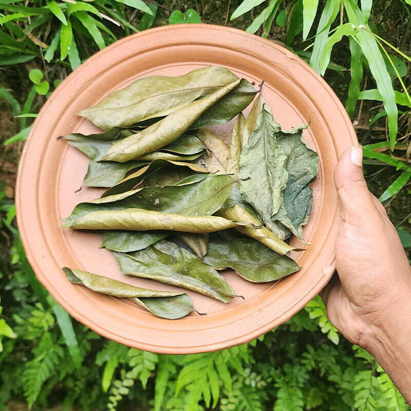 Soursop Leaves