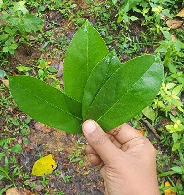 Soursop Leaves