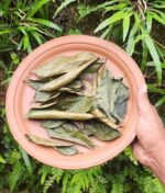 Soursop Leaves