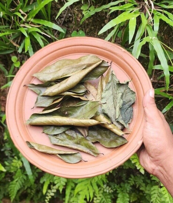 Soursop Leaves 