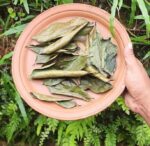 Soursop Leaves