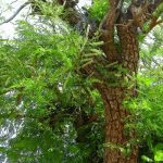 Acacia Chichundra Chips