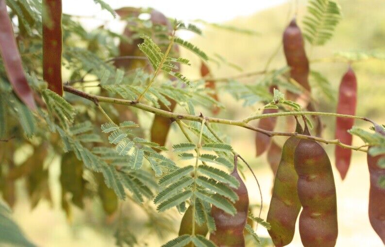 Acacia Chichundra